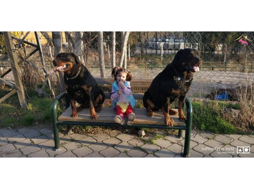 SAF KOCA KAFA ROT YAVRULARI