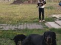 SAF KOCA KAFA ROT YAVRULARI 10 Mayıs 2026 Tarihinde doğdular