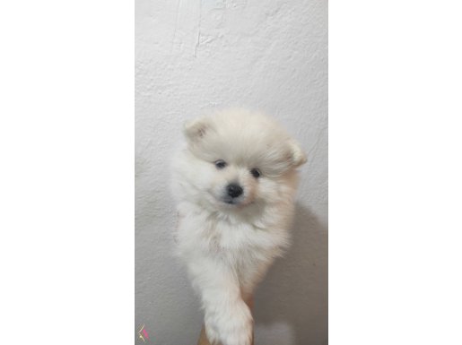 Safkan pomeranian