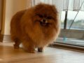 Show CLASS Pomeranian BOO DİŞİ ÜST KALİTE