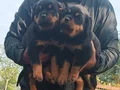 Sağlıklı ve Güçlü Rottweiler Yavruları