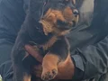 Sağlıklı ve Güçlü Rottweiler Yavruları