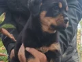 Sağlıklı ve Güçlü Rottweiler Yavruları