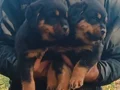Sağlıklı ve Güçlü Rottweiler Yavruları