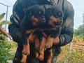 Sağlıklı ve Güçlü Rottweiler Yavruları