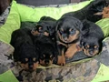 Sağlıklı ve Güçlü Rottweiler Yavruları