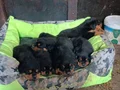 Sağlıklı ve Güçlü Rottweiler Yavruları