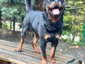 Sağlıklı ve Güçlü Rottweiler Yavruları
