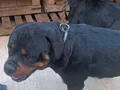 Sağlıklı ve Güçlü Rottweiler Yavruları