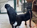 Sağlıklı ve Güçlü Rottweiler Yavruları