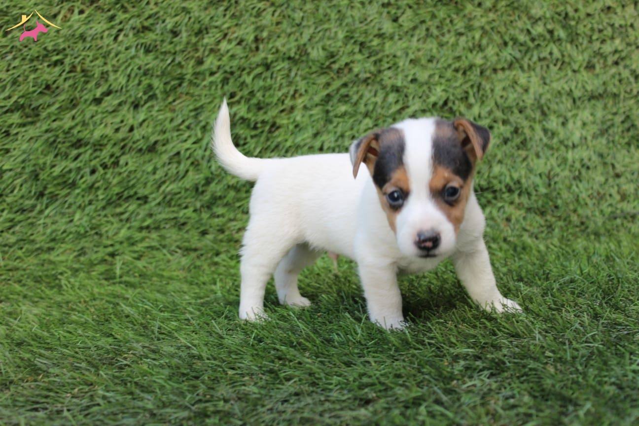 Satilik Jack Russel Fiyatlari Kopek Dunyasi