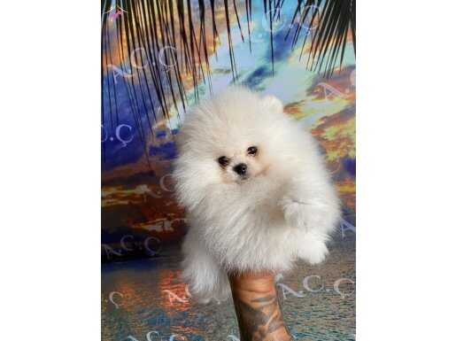 Muhteşem Pomeranian boo Yavrular