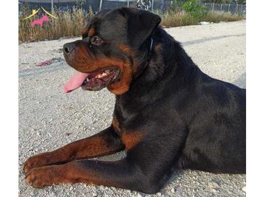 A SCR li Yavru ve Yetişkin Efsane Irk