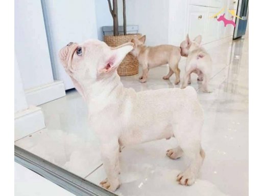 Hayat Dolu Sevecen French Bulldog Dostlar 