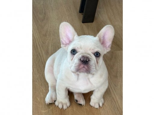Hayat Dolu Sevecen French Bulldog Dostlar