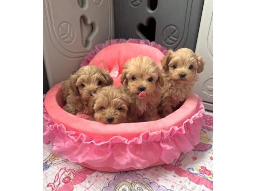 Muhteşem Maltipoo Yavrular 