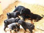 Scr li Anne babanın muhteşen yavruları