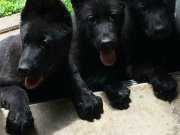 Scr li Muhteşem Yavrular 