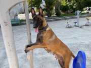 Irk Standartlarinda Muhteşem Yavrular