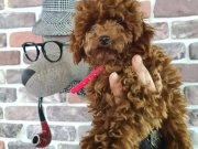 Irk Standartlarında Muhteşem Yavrular