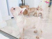 Hayat Dolu Sevecen French Bulldog Dostlar 