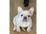 Hayat Dolu Sevecen French Bulldog Dostlar