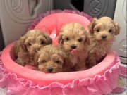 Muhteşem Maltipoo Yavrular 