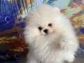 Muhteşem Pomeranian boo Yavrular