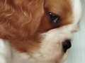 Muhteşem Irk Lekesiz Cavalier King Charles