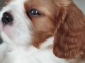 Muhteşem Irk Lekesiz Cavalier King Charles