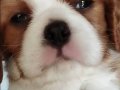 Muhteşem Irk Lekesiz Cavalier King Charles