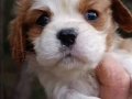 Muhteşem Irk Lekesiz Cavalier King Charles