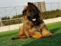 SCR li Uzun Tüylü Muhteşem Yavrular 