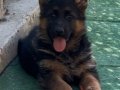 Scr li Anne Baba ve Scr li yavrular