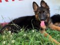 Scr li Anne Baba ve Scr li yavrular