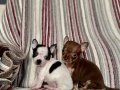 KİLO GARANTİLİ TEACUP CHİHUAHUA YAVRULARI
