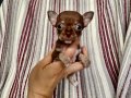 KİLO GARANTİLİ TEACUP CHİHUAHUA YAVRULARI