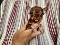KİLO GARANTİLİ TEACUP CHİHUAHUA YAVRULARI