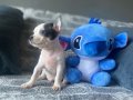 KG GARANTİLİ TEACUP CHİHUAHUA OĞLUMUZ