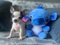 KG GARANTİLİ TEACUP CHİHUAHUA OĞLUMUZ
