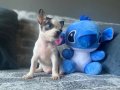KG GARANTİLİ TEACUP CHİHUAHUA OĞLUMUZ