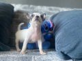 KG GARANTİLİ TEACUP CHİHUAHUA OĞLUMUZ