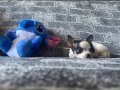 KG GARANTİLİ TEACUP CHİHUAHUA OĞLUMUZ