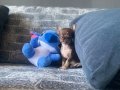 KG GARANTİLİ TEACUP CHİHUAHUA KIZIMIZ 