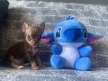 KG GARANTİLİ TEACUP CHİHUAHUA KIZIMIZ 