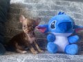 KG GARANTİLİ TEACUP CHİHUAHUA KIZIMIZ 