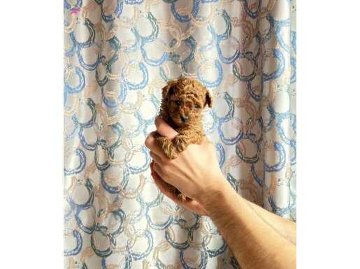 Kore (teacup denilen) poodle dişi