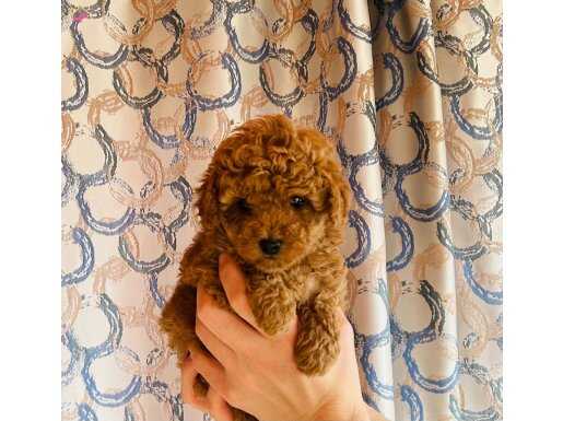 Toy poodle dişi.