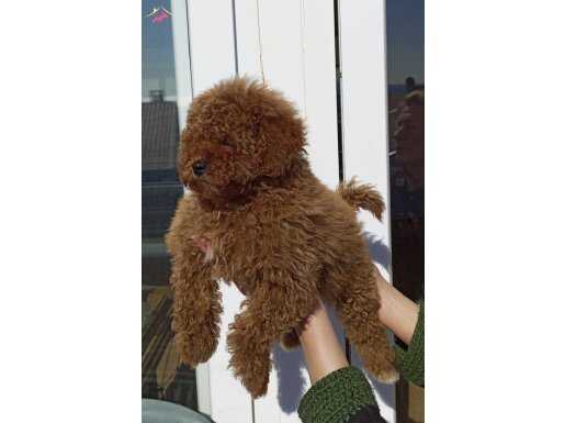 Poodle üst kalite aşılı.
