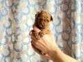 Kore (teacup denilen) poodle dişi